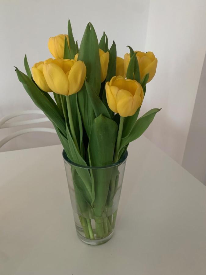 Relax Apartment Mit Garten - Lifestyle Am Bodensee, Fahrraeder & Parkplatz Inklusive 브레겐츠 외부 사진